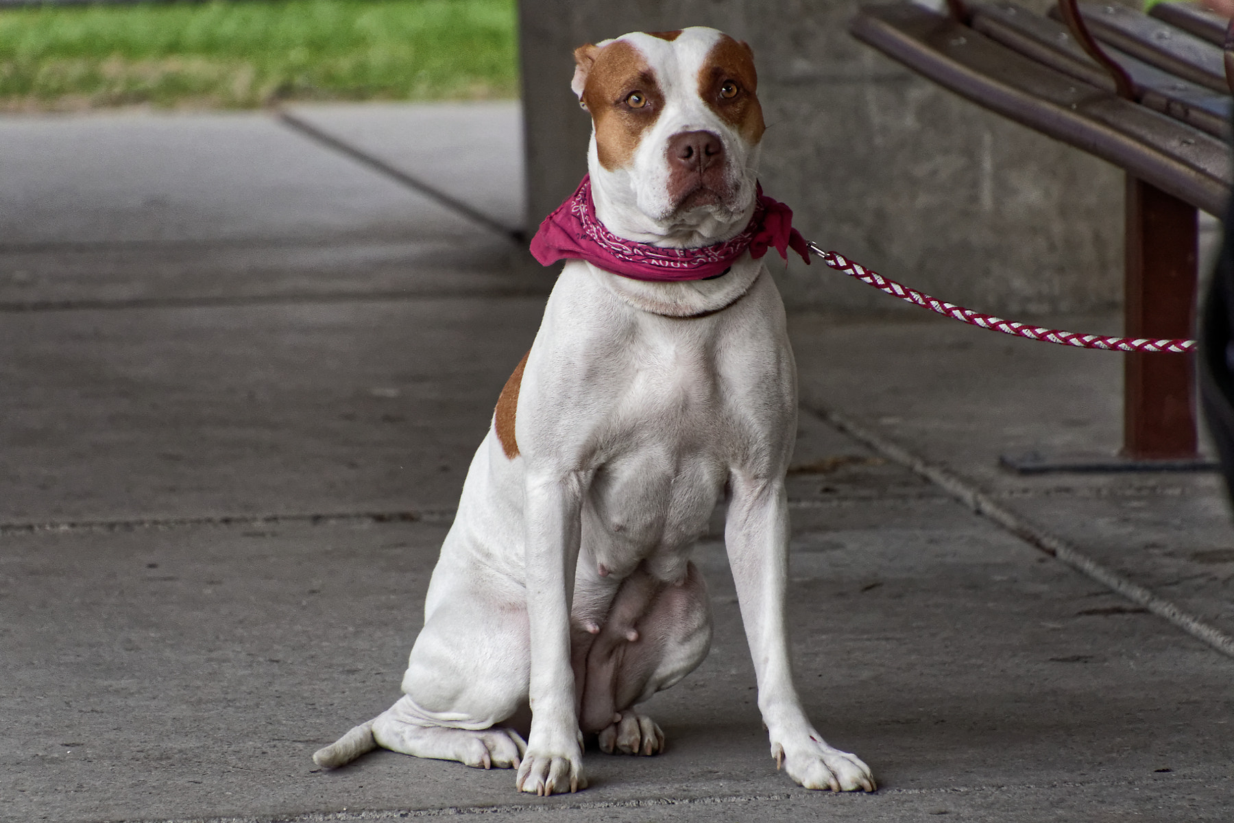 Canon EOS 7D Mark II sample photo. Dog photography