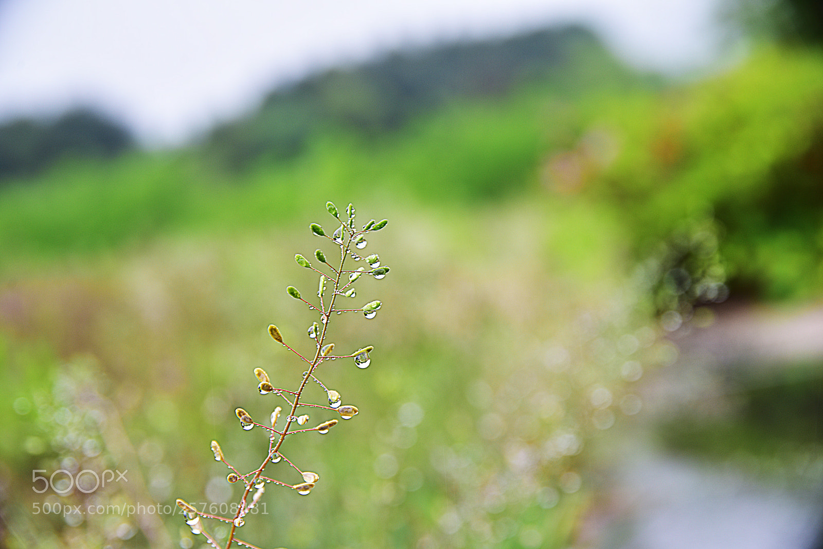 Nikon D810 sample photo. Untitled photography
