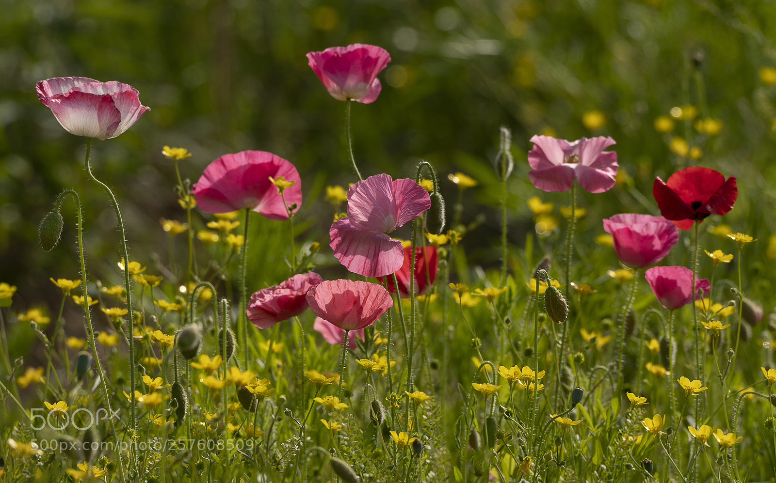 Sony a7R III sample photo. Roadside poppies photography