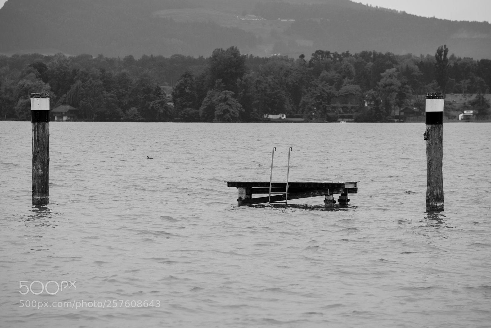Nikon D800 sample photo. In the water photography