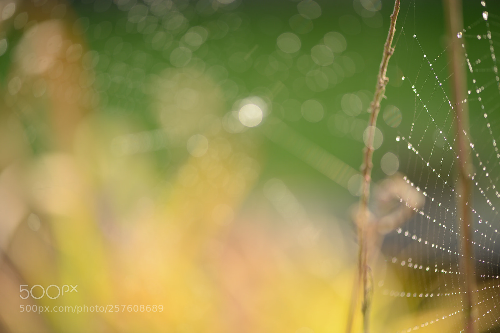 Nikon Df sample photo. Spiderweb with dewdrops photography