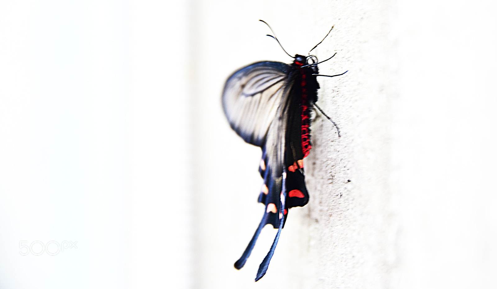 Nikon D810 sample photo. Untitled photography