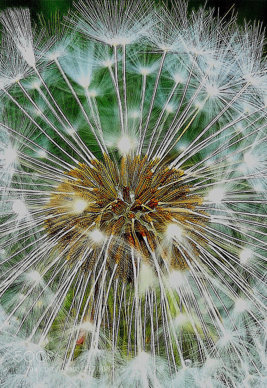 HUAWEI CLT-L09 sample photo. Dandilion seeds photography