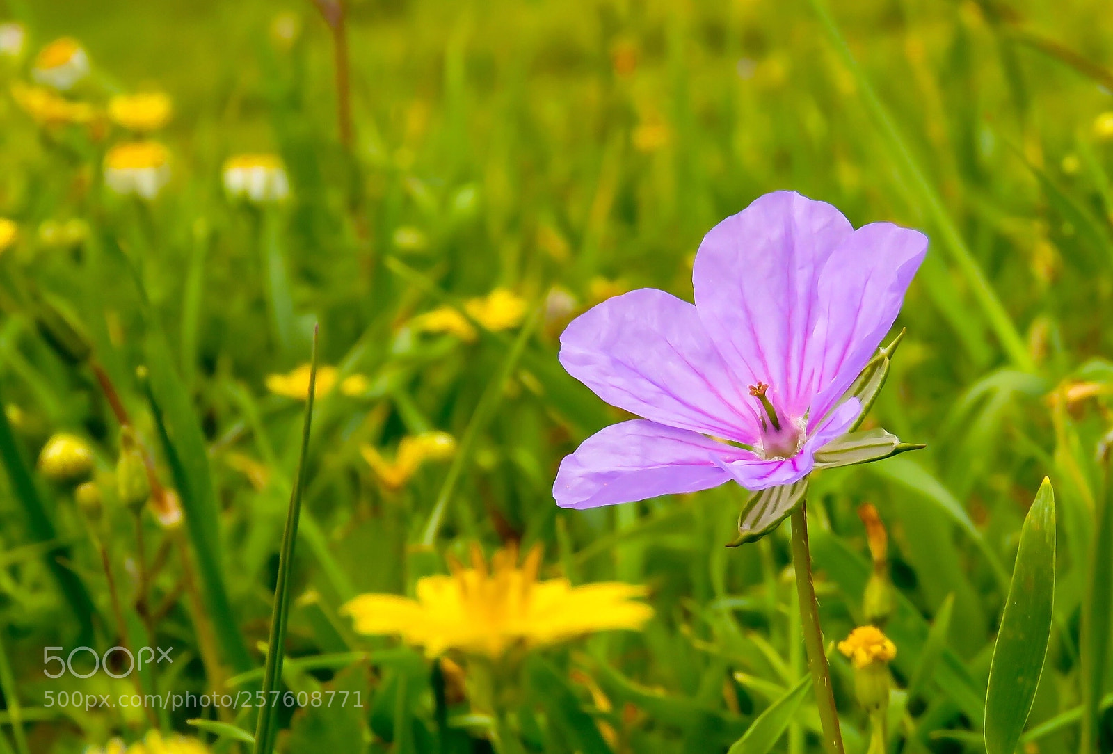 Canon PowerShot SX60 HS sample photo. Wildflower photography