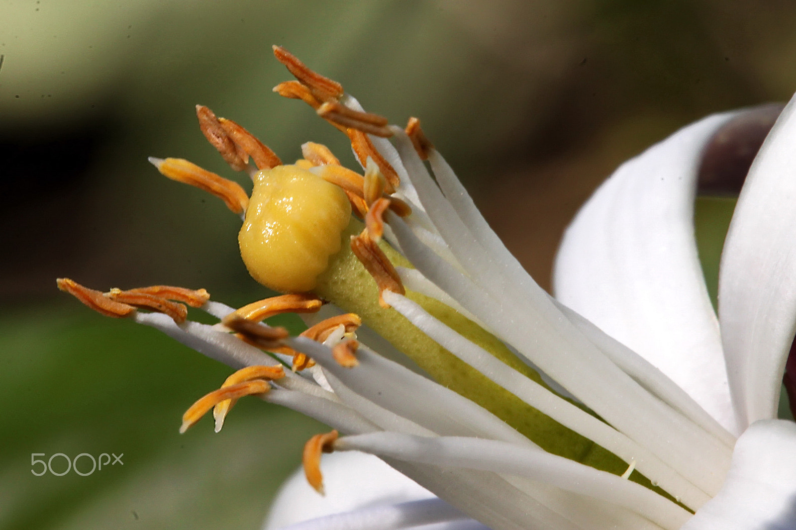 Canon EOS 500D (EOS Rebel T1i / EOS Kiss X3) sample photo. Stamen and pistil... photography