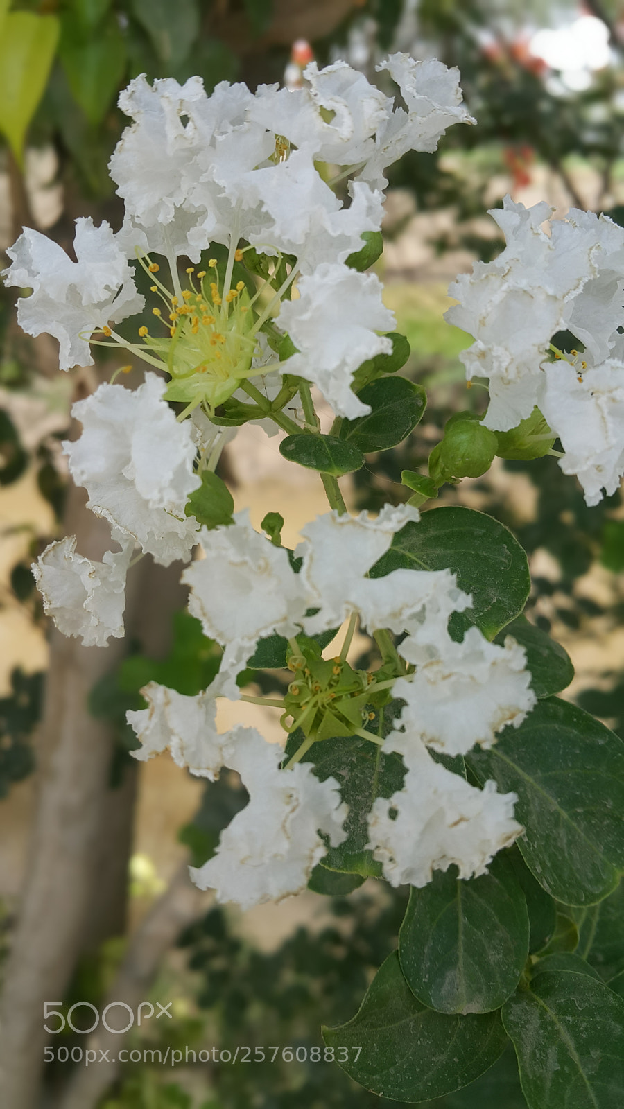 Samsung Galaxy Note4 sample photo. Untitled photography