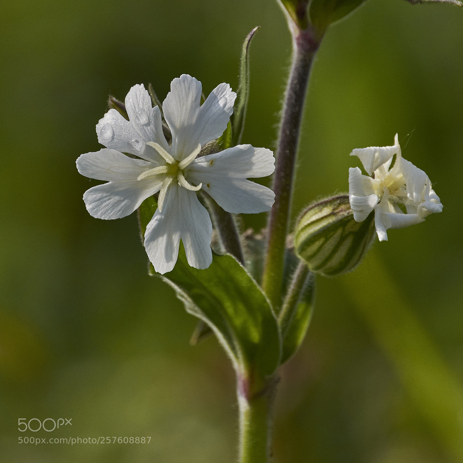 Nikon D7200 sample photo. Wildflower photography