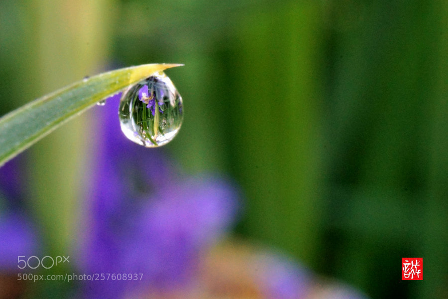 Sony a7 II sample photo. Morning dew 0512 photography