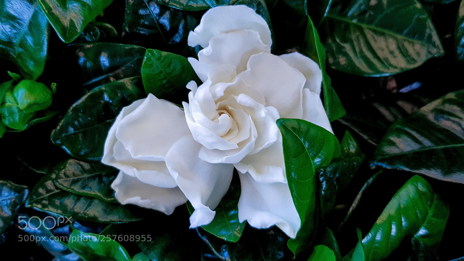 Samsung Galaxy S8 sample photo. A white gardenia in photography
