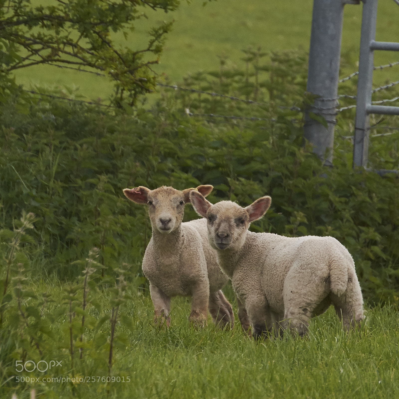 Nikon D7200 sample photo. Inquisitive photography
