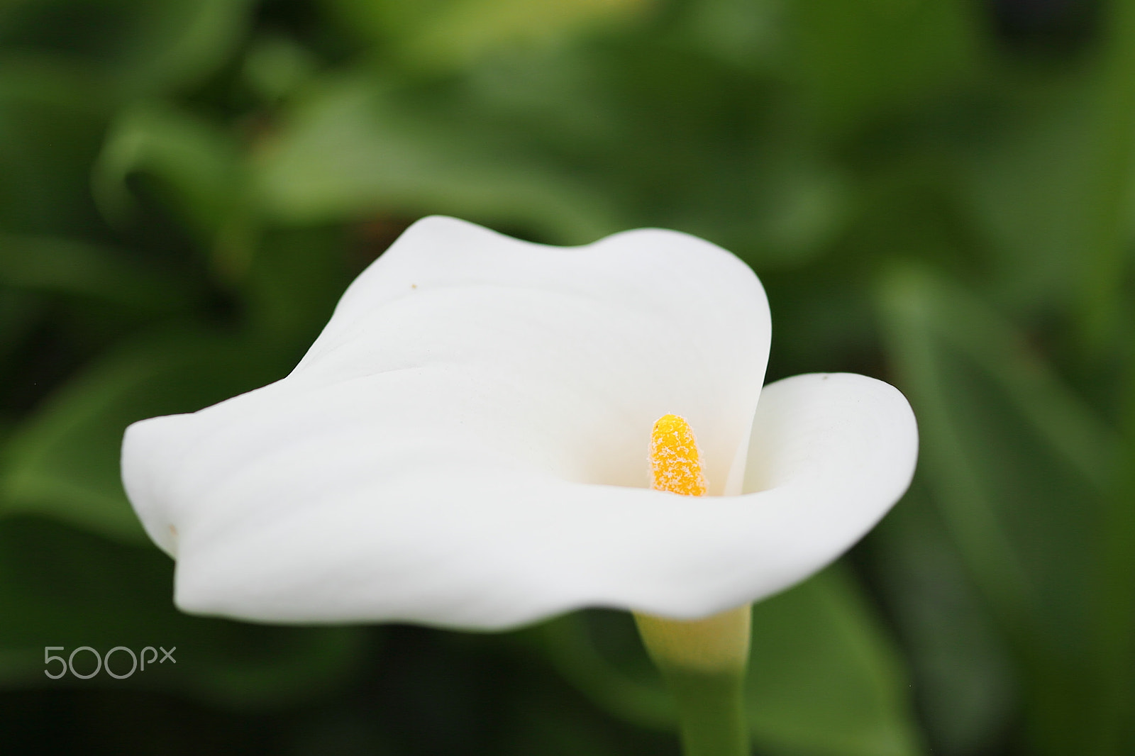 Canon EOS 7D sample photo. Calla photography