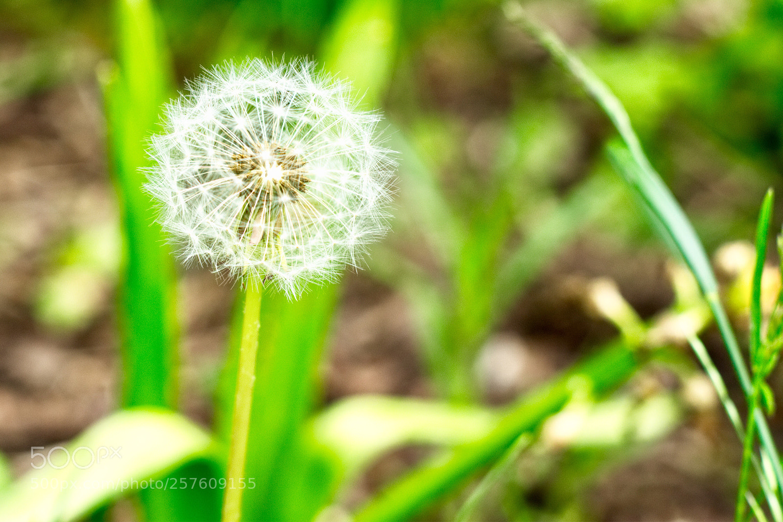 Sony SLT-A77 sample photo. Pusteblume  photography