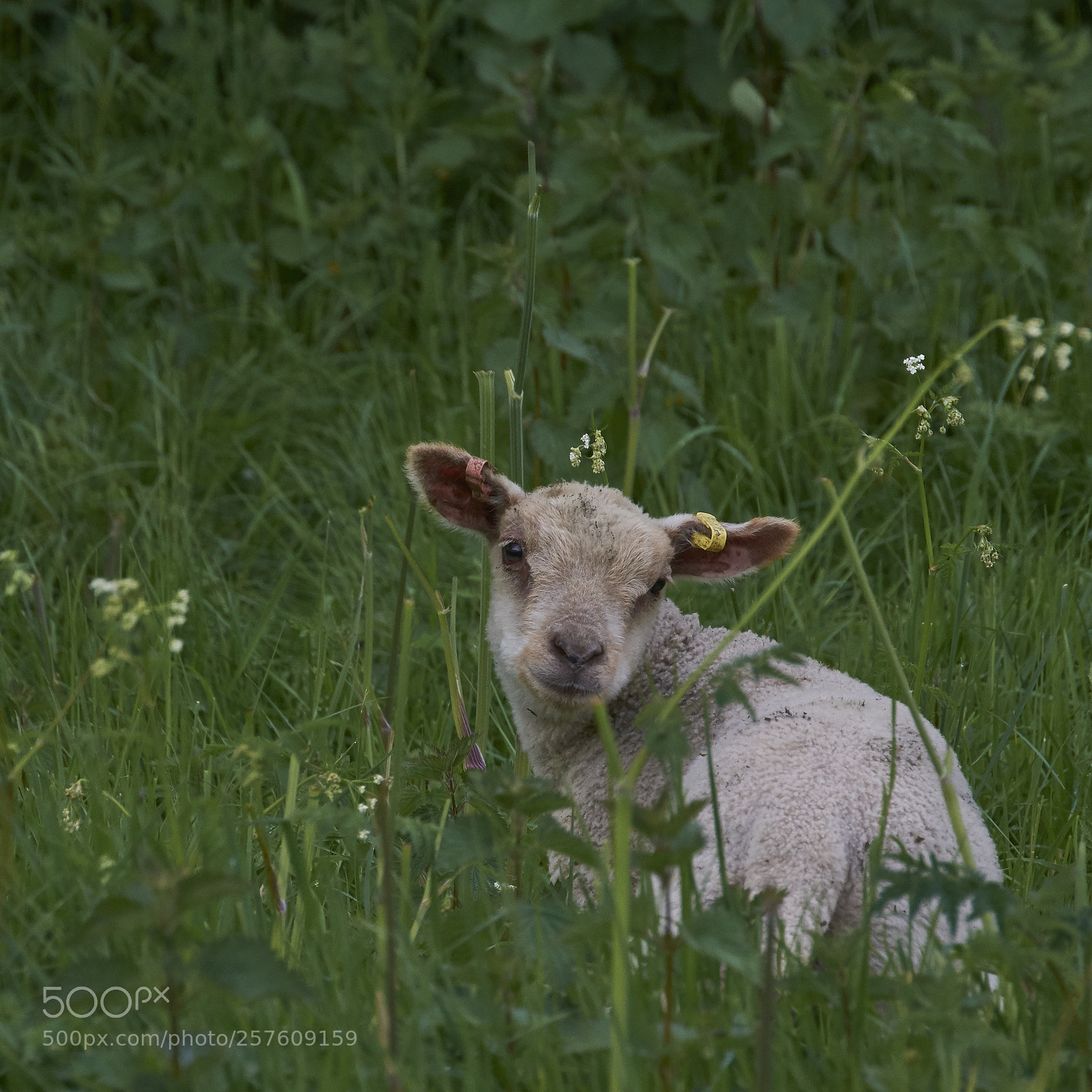 Nikon D7200 sample photo. In the meadow photography