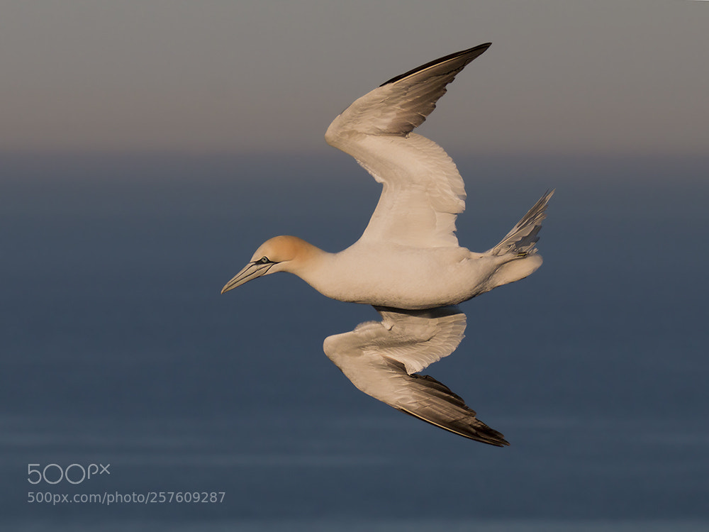 Canon EOS 70D sample photo. Jan van gent northern photography