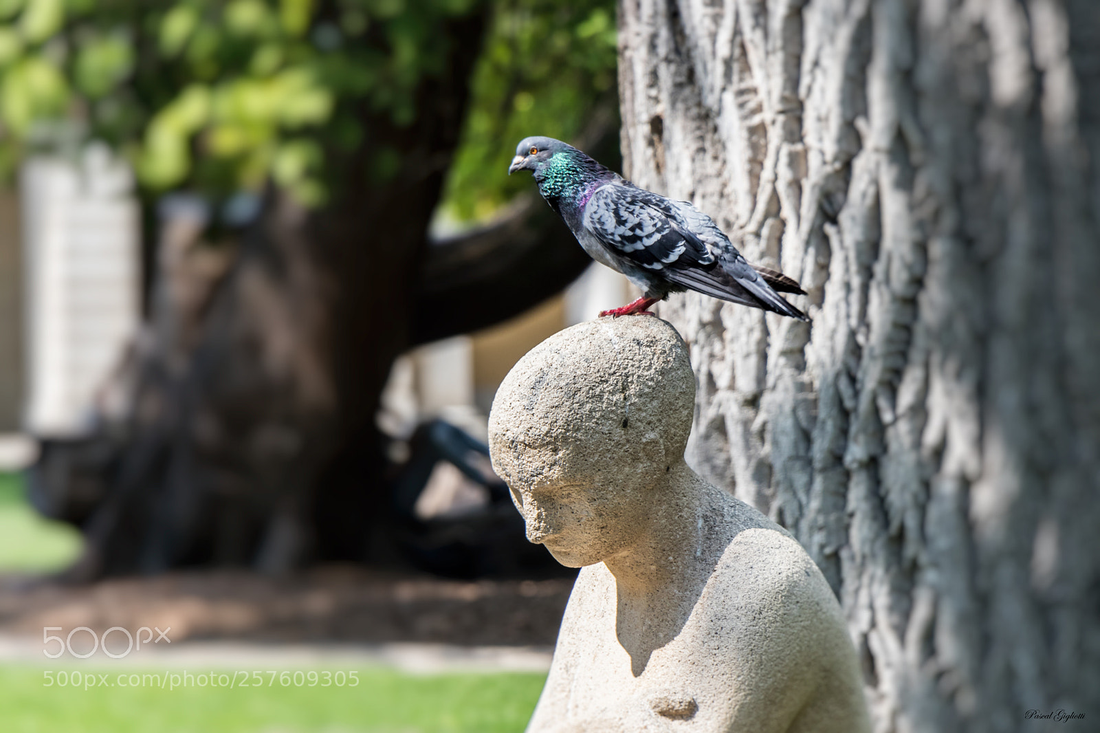 Canon EOS 80D sample photo. Telepathy! photography