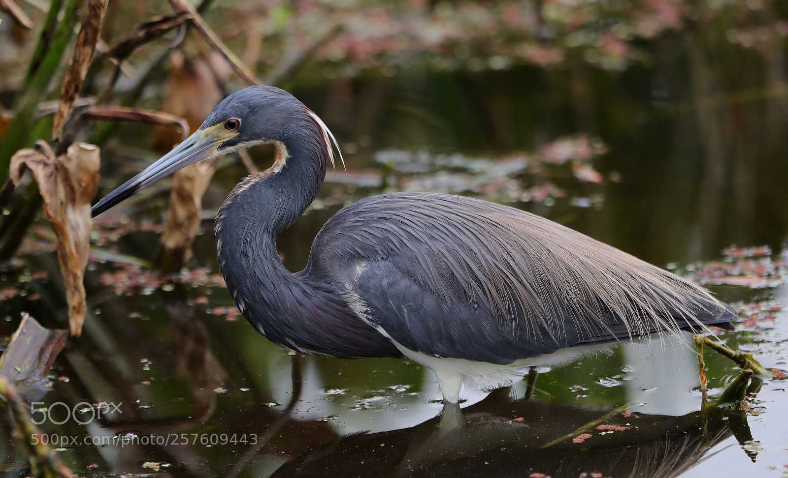 Canon EOS-1D X Mark II sample photo. 05-12-18-0017456.jpg photography