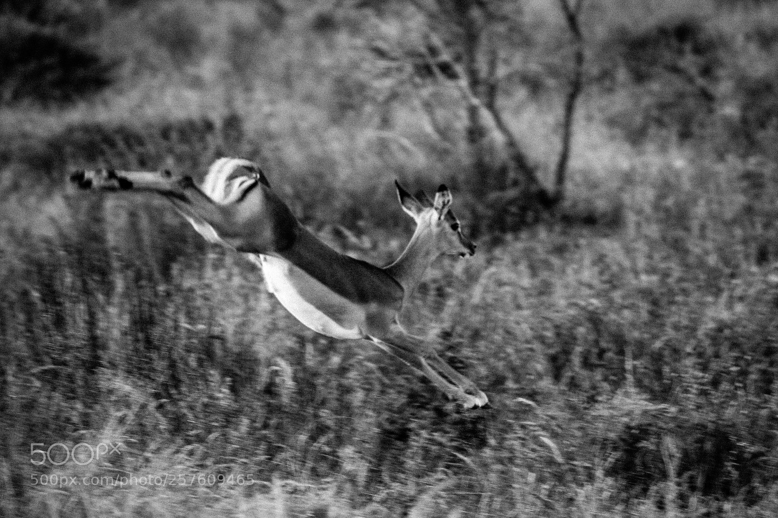 Canon EOS 450D (EOS Rebel XSi / EOS Kiss X2) sample photo. Impala, south africa photography