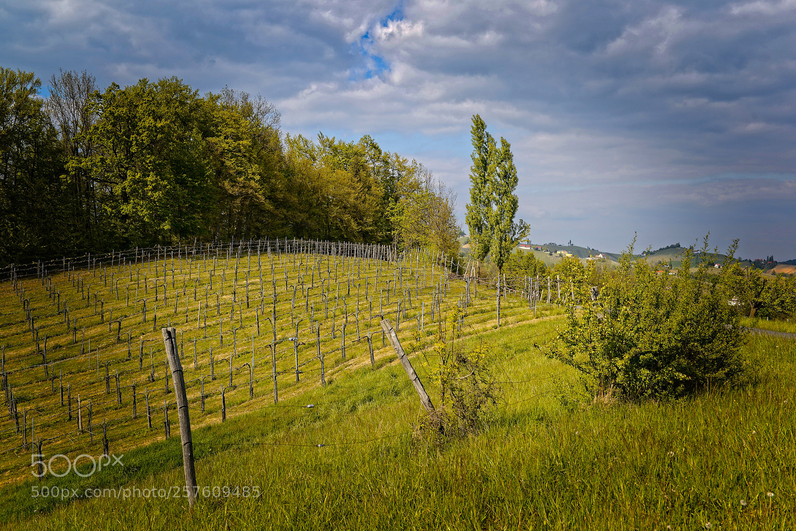Nikon D800 sample photo. Vineyards in styria photography
