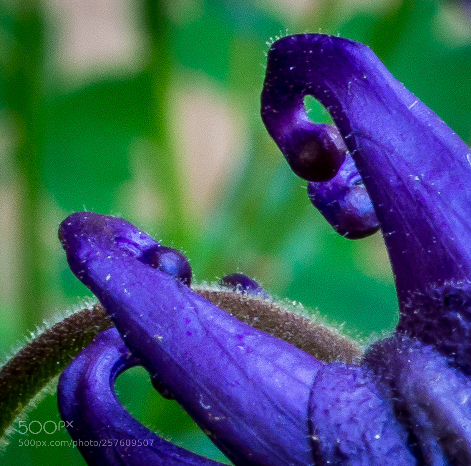 Olympus OM-D E-M5 sample photo. Purple tail photography