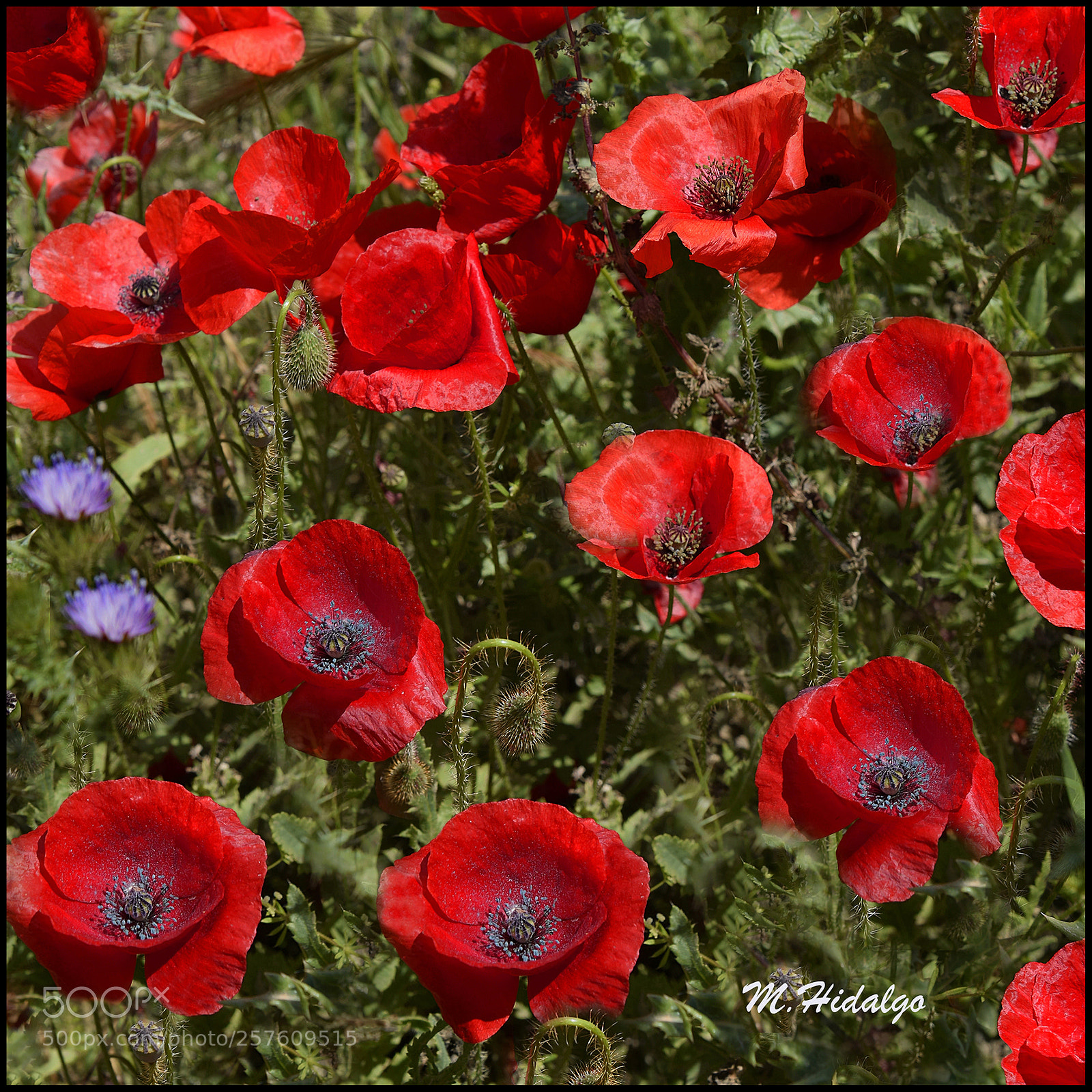 Nikon D3300 sample photo. Amapolas photography