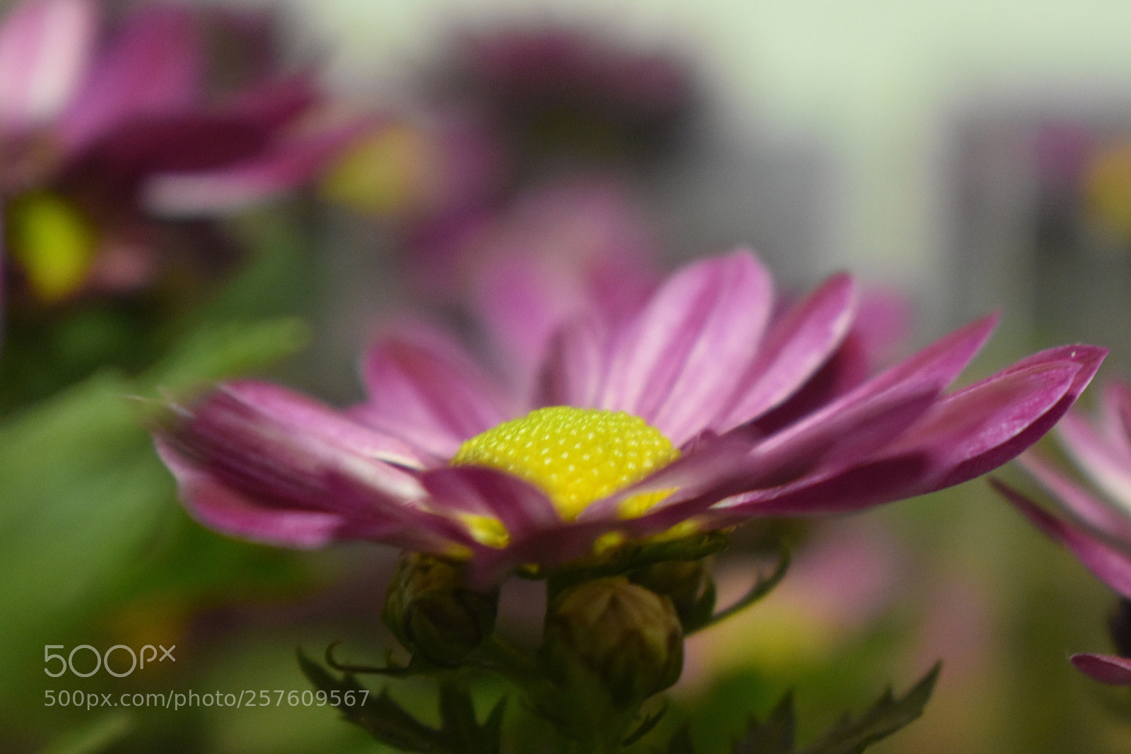 Nikon D3400 sample photo. Floral cushion photography
