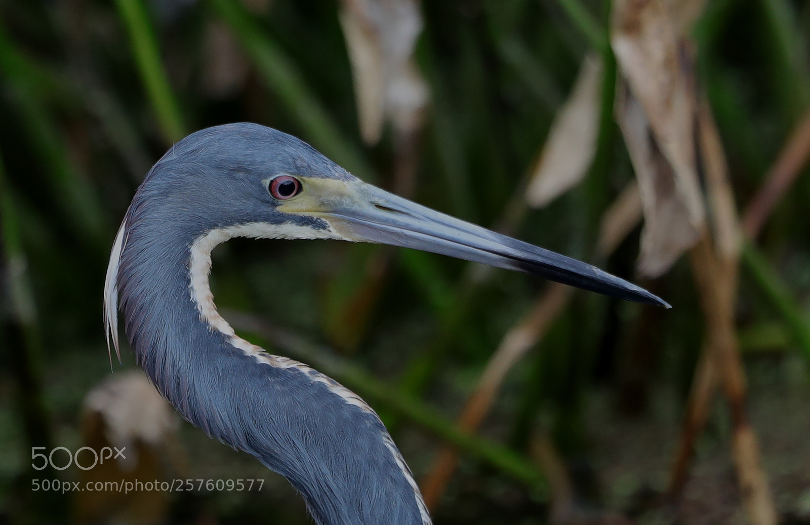 Canon EOS-1D X Mark II sample photo. 05-12-18-0017454.jpg photography