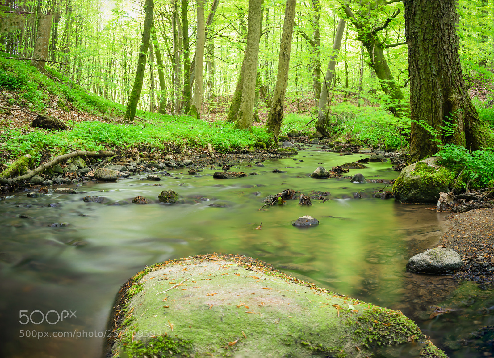 Sony a7 II sample photo. Pamhule forest photography