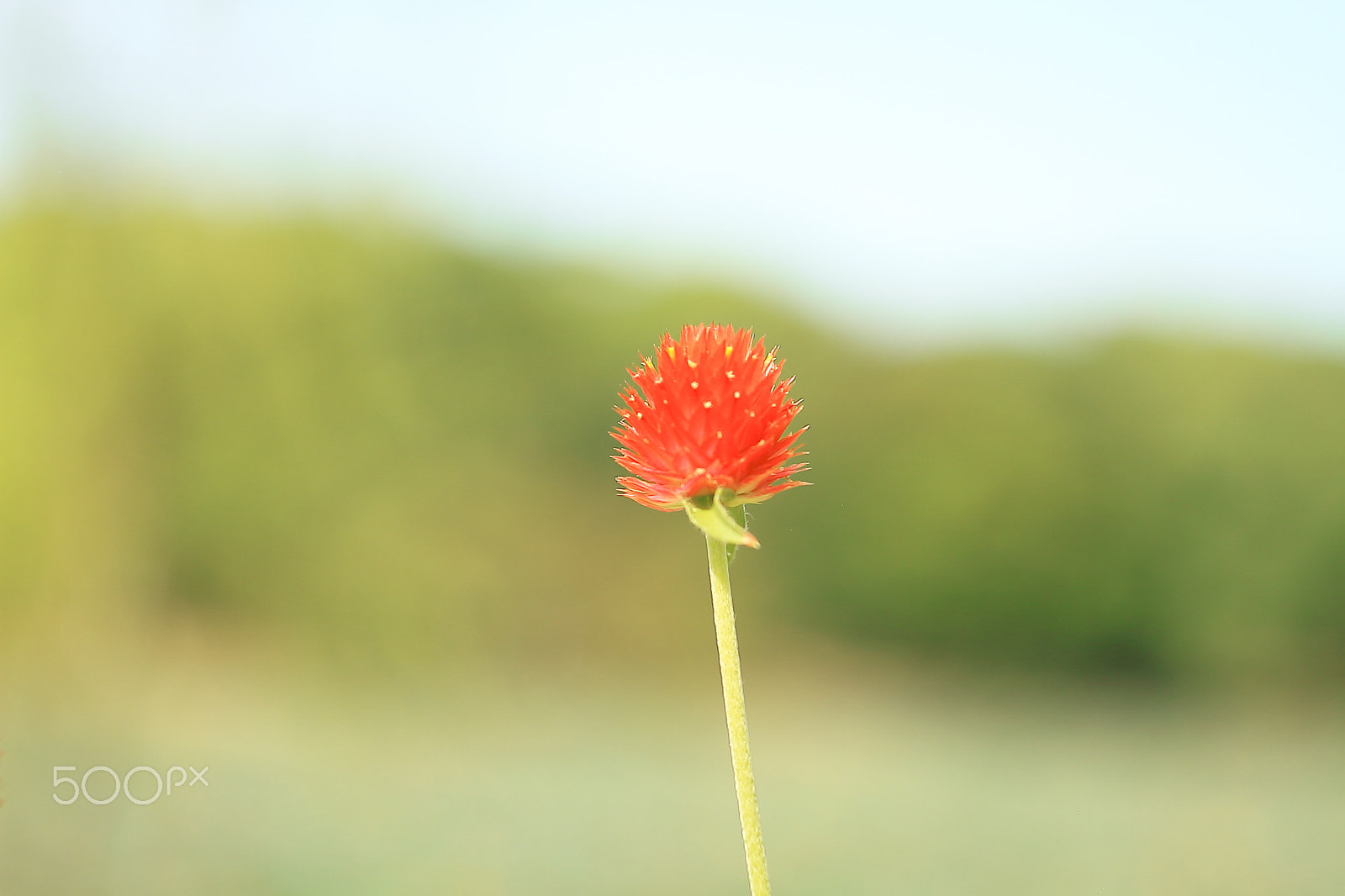 Canon EOS 7D sample photo. Bachelor's button photography