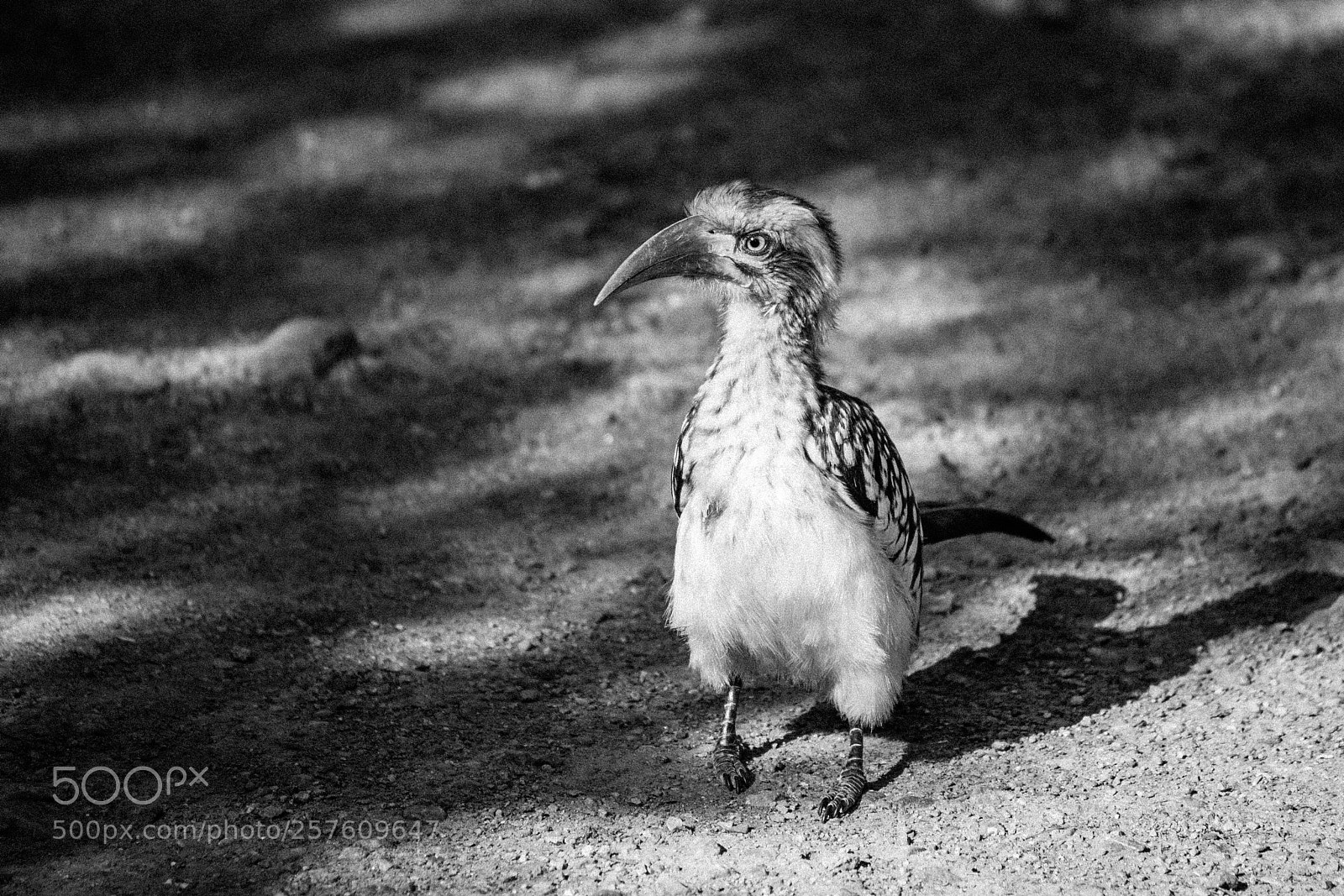 Canon EOS 450D (EOS Rebel XSi / EOS Kiss X2) sample photo. Hornbill, south africa photography