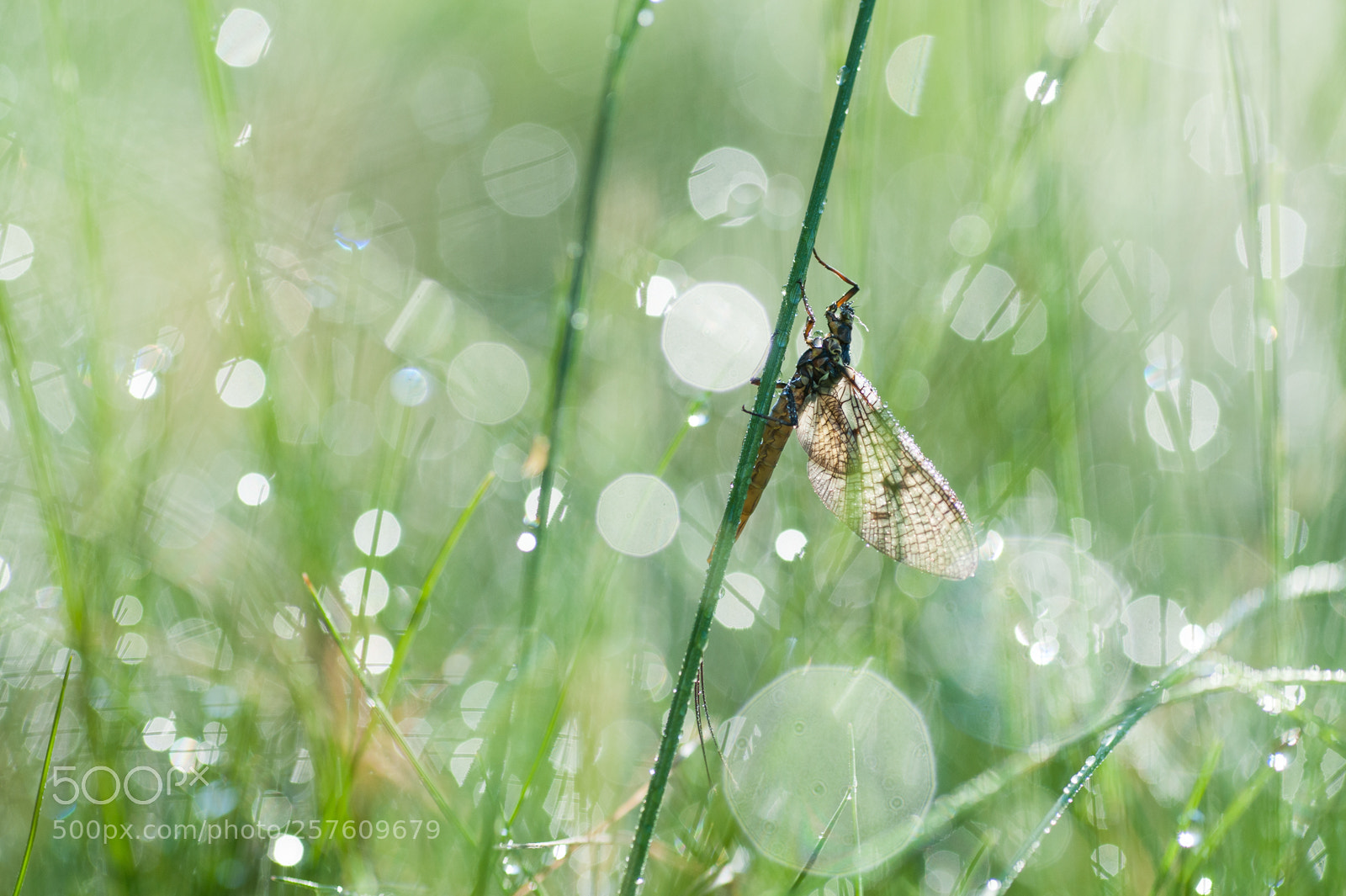 Nikon D700 sample photo. Bokeh morning :) photography