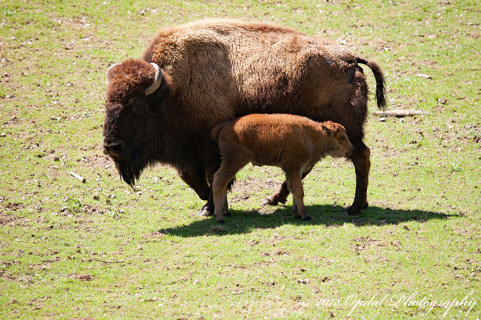 Canon EOS 5D sample photo. American bison photography