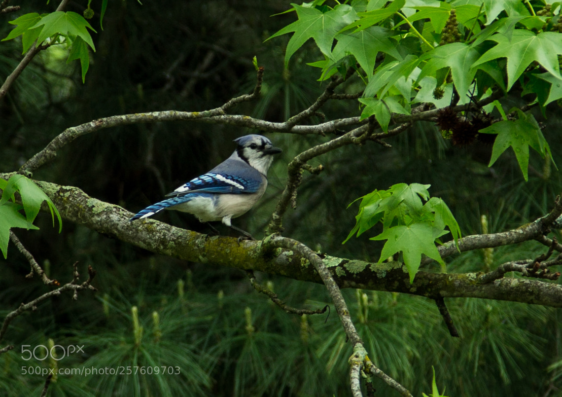 Canon EOS 6D sample photo. Bluejay on maple photography