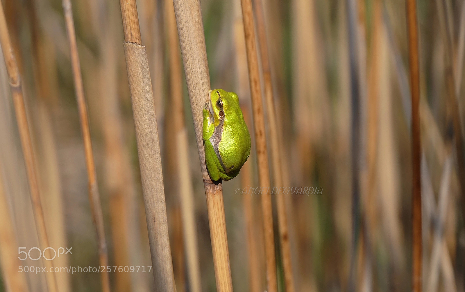 Panasonic Lumix DMC-FZ2500 (Lumix DMC-FZ2000) sample photo. *the little frog* photography