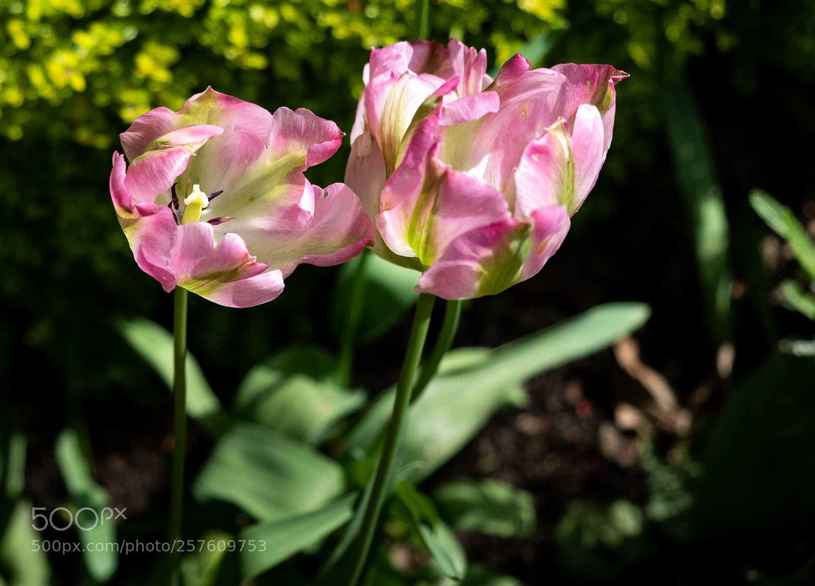 Fujifilm X-T2 sample photo. Tulips photography