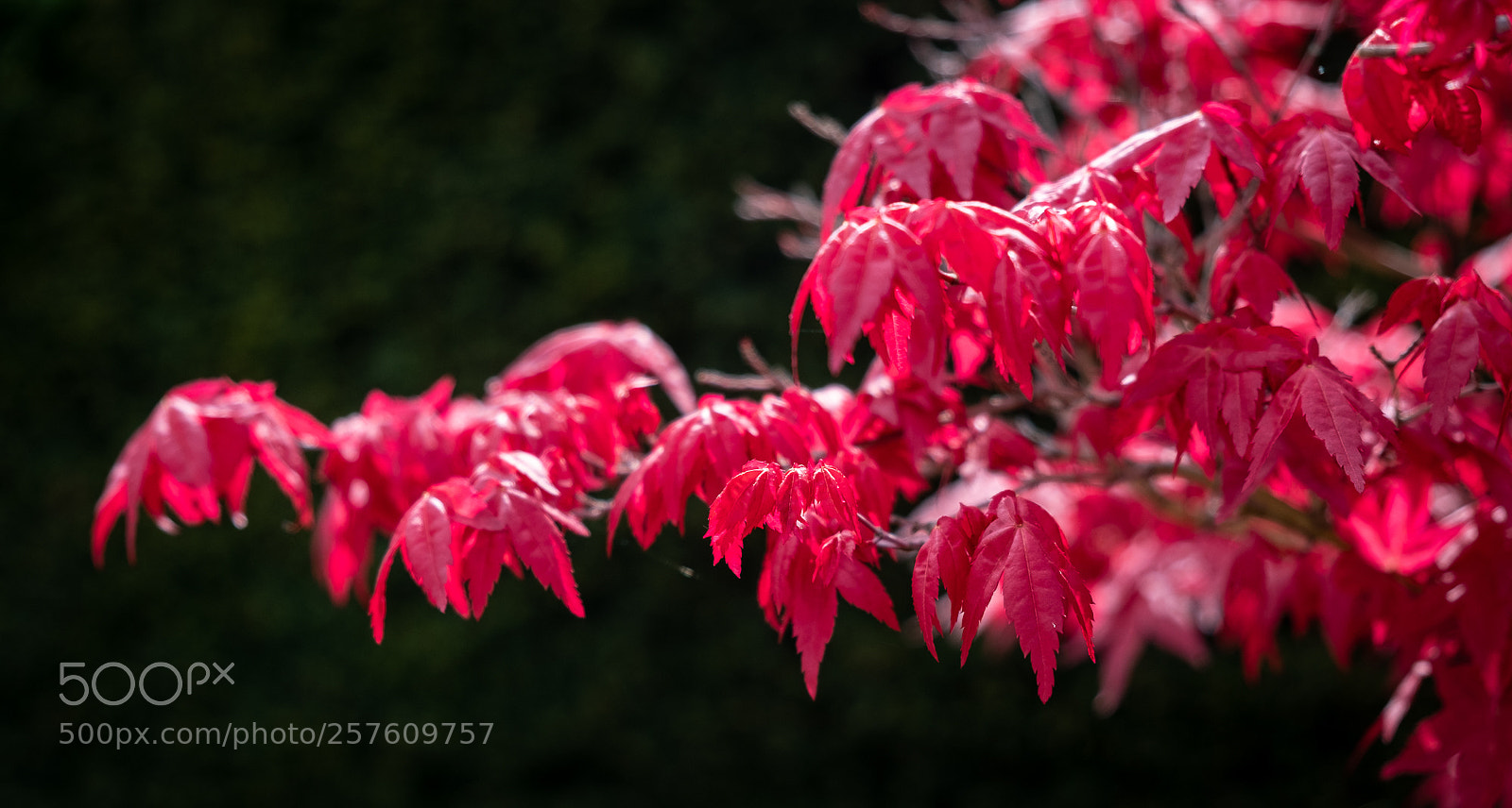 Fujifilm X-T2 sample photo. Acer leaves photography