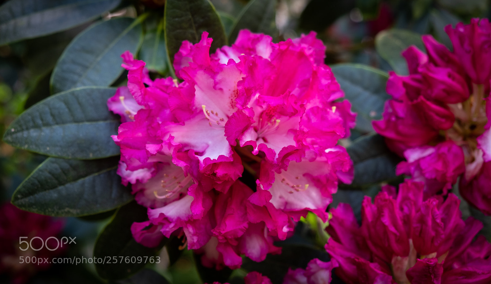 Fujifilm X-T2 sample photo. Rhododendron flowering photography