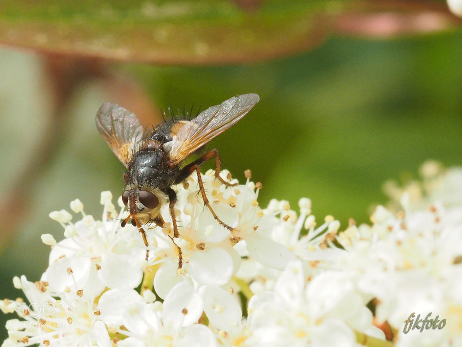Olympus OM-D E-M1 sample photo. Heute im garten photography