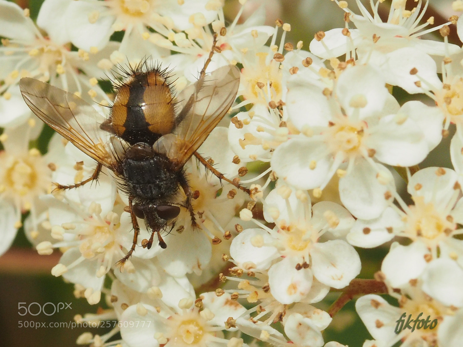 Olympus OM-D E-M1 sample photo. Heute im garten photography