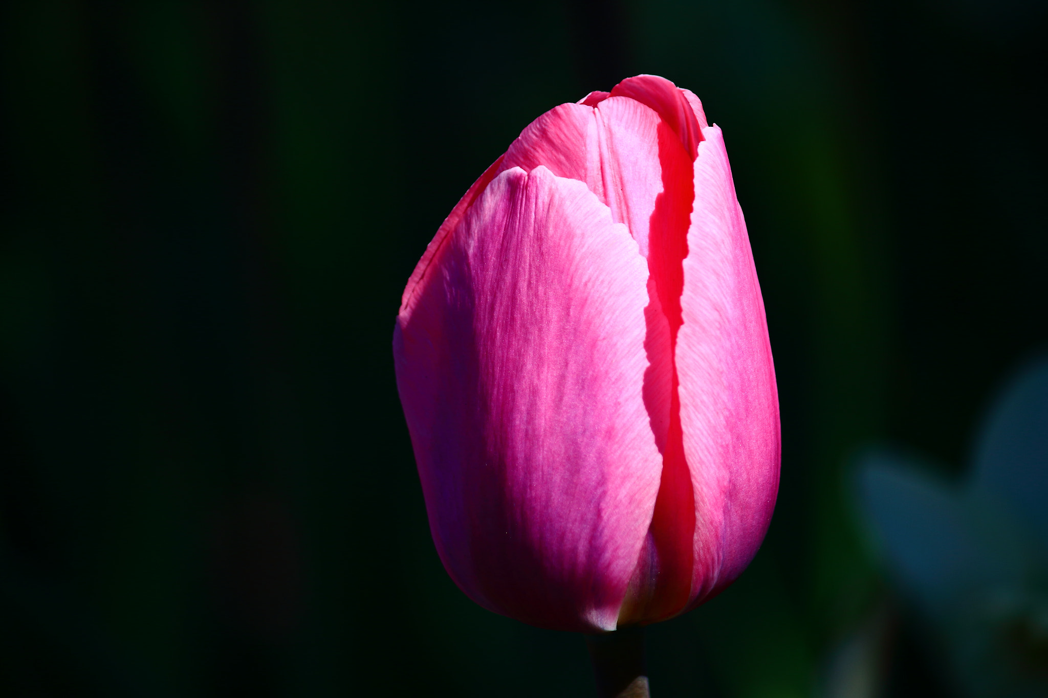 Canon EF-S 55-250mm F4-5.6 IS II sample photo. Tulip photography