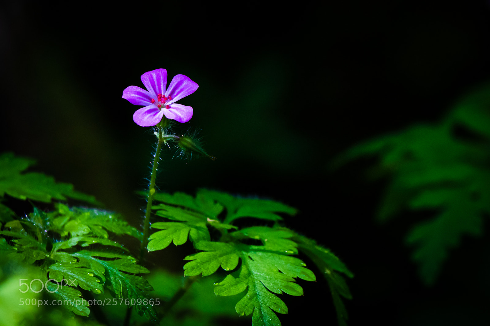 Canon EOS 750D (EOS Rebel T6i / EOS Kiss X8i) sample photo. Blume photography