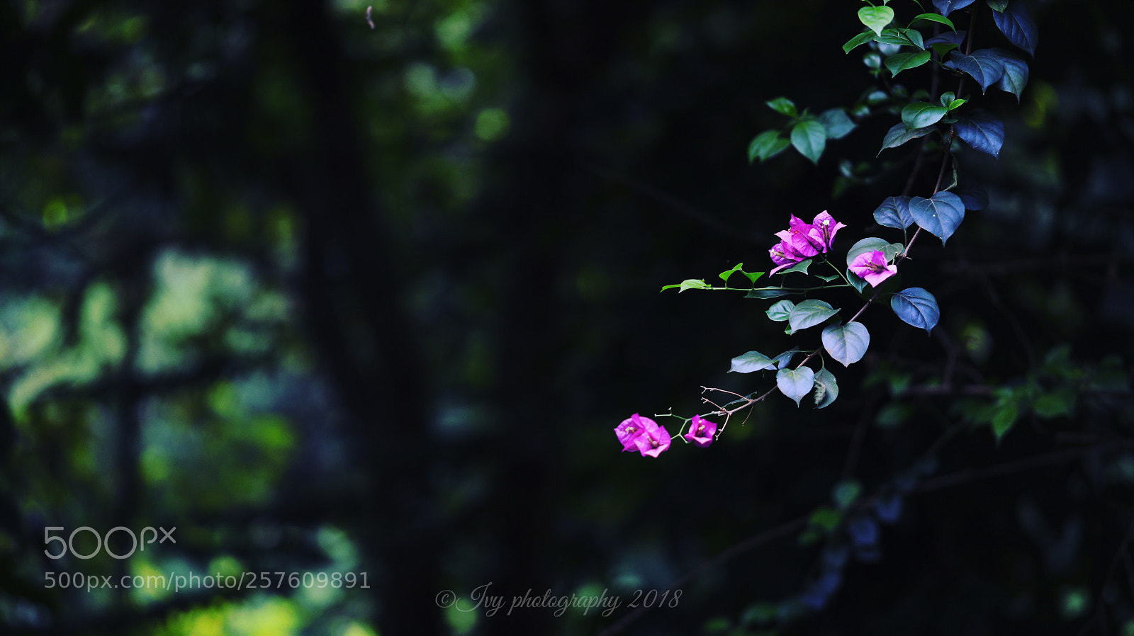 Canon EOS 5D Mark IV sample photo. Untitled photography