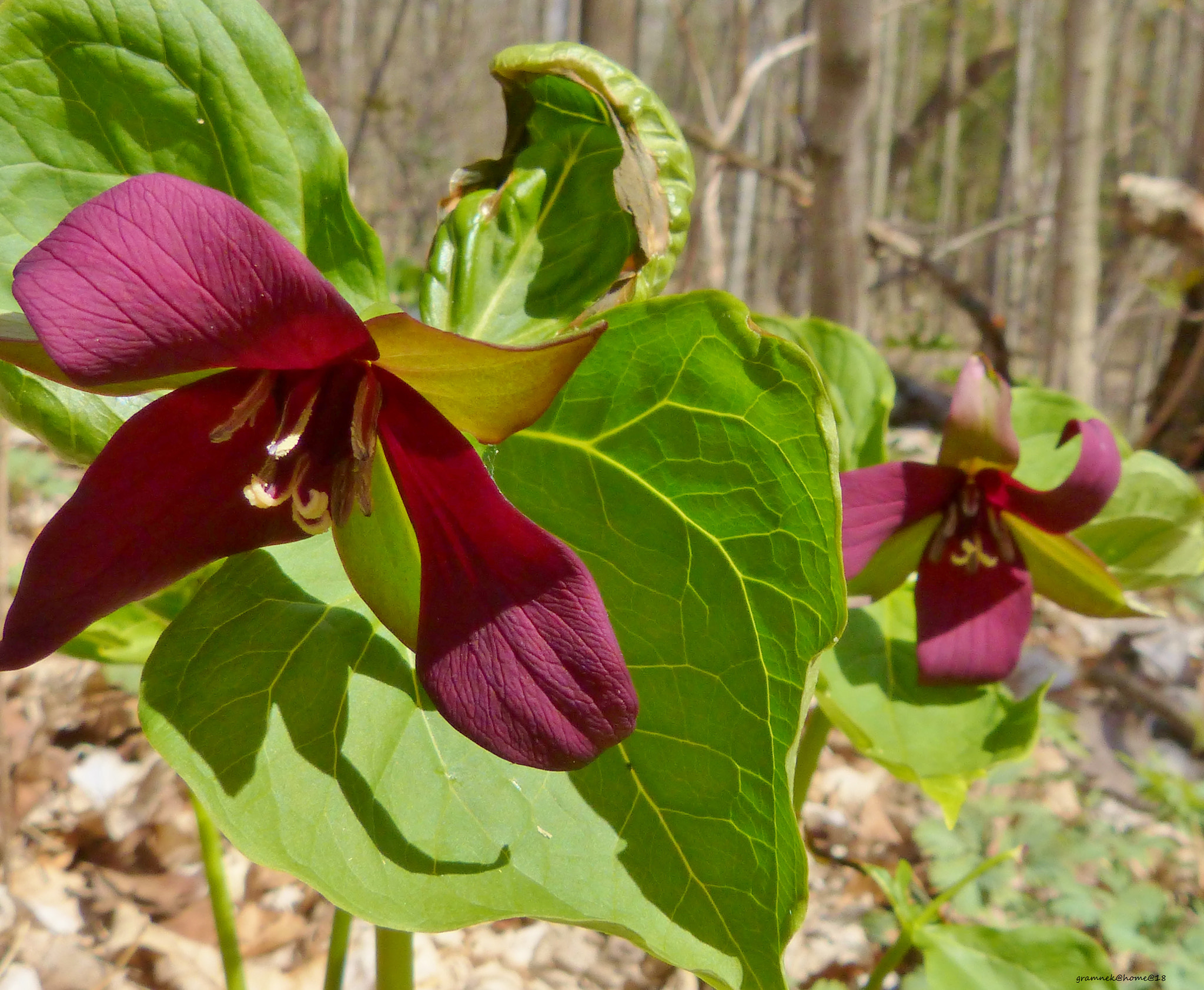 Panasonic Lumix DMC-FZ60 (Lumix DMC-FZ62) sample photo. Red trillium photography