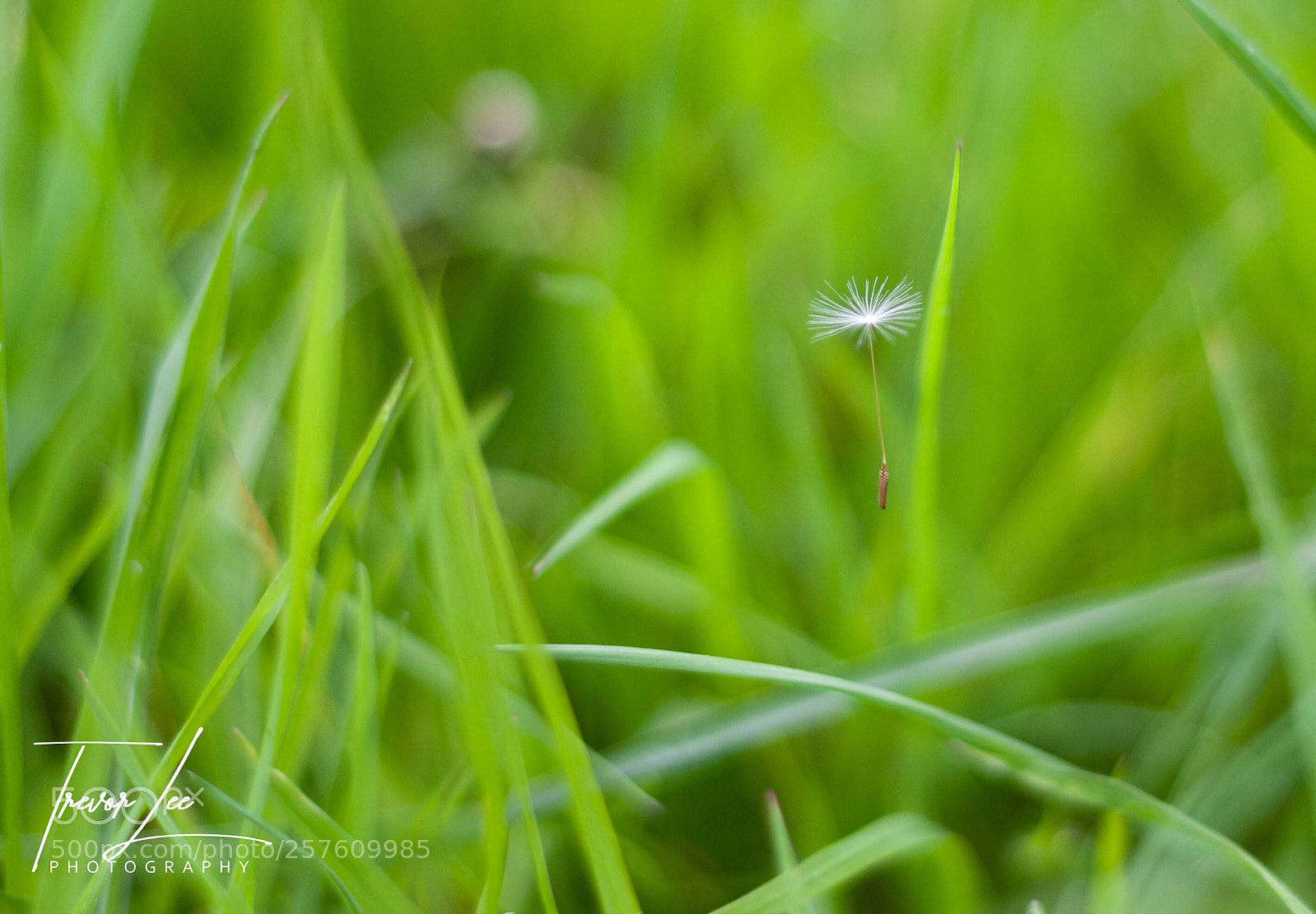Canon EOS 40D sample photo. Dandelion seed.... photography