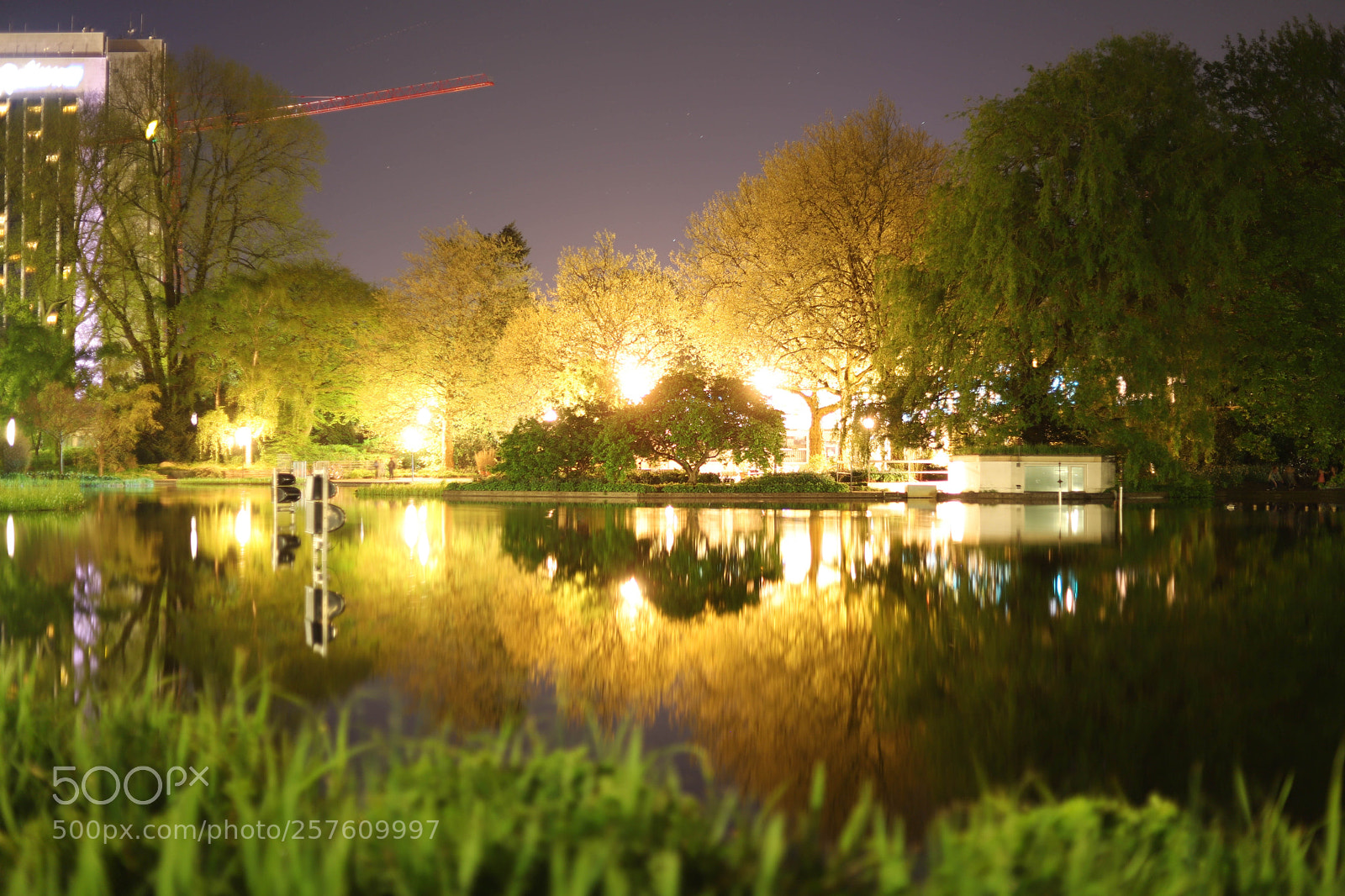 Canon EOS 6D Mark II sample photo. Tree in light photography