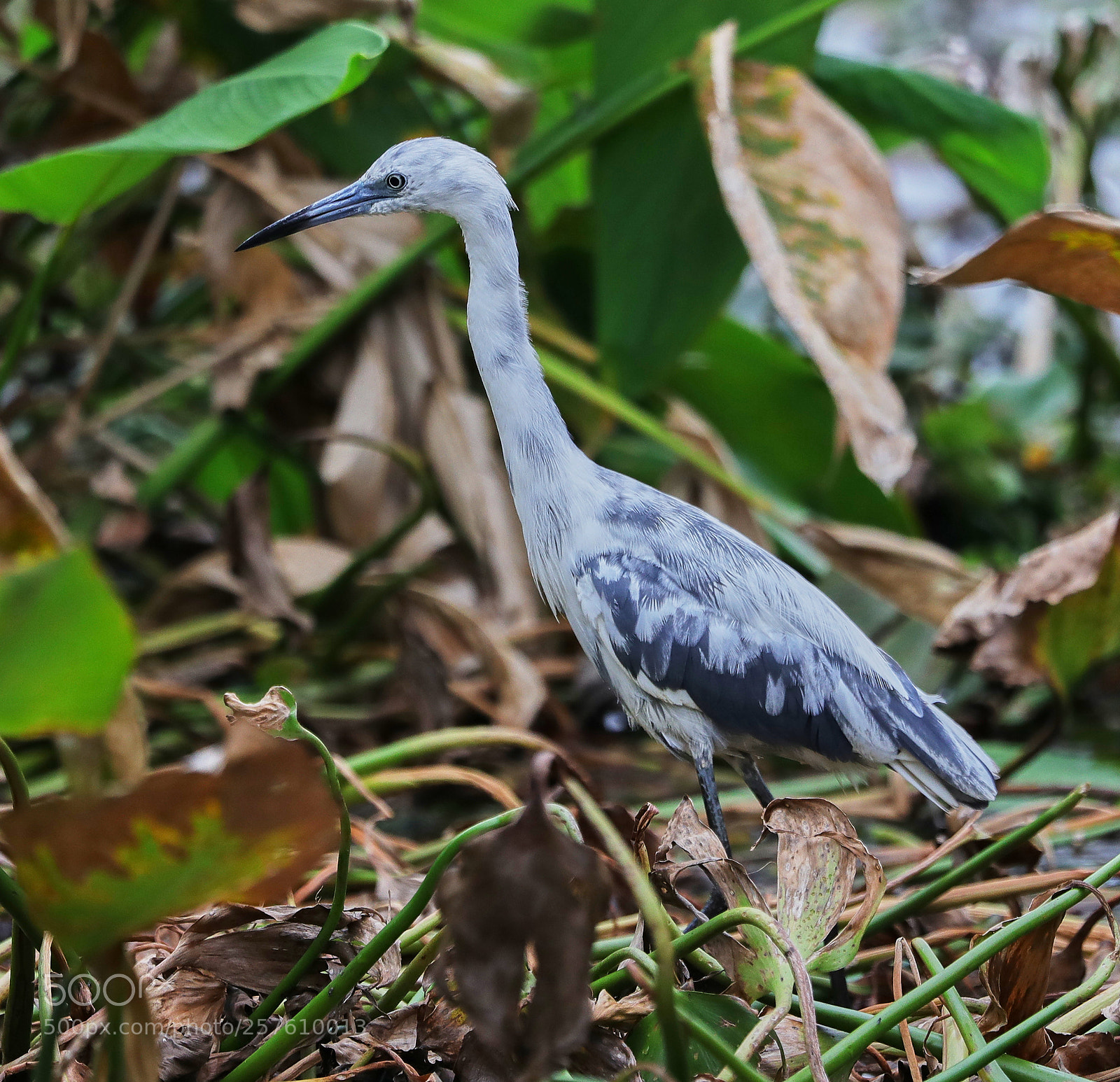 Canon EOS-1D X Mark II sample photo. 05-12-18-0017385.jpg photography