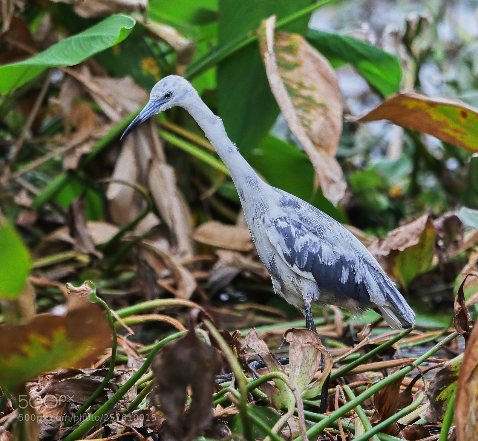 Canon EOS-1D X Mark II sample photo. 05-12-18-0017384.jpg photography