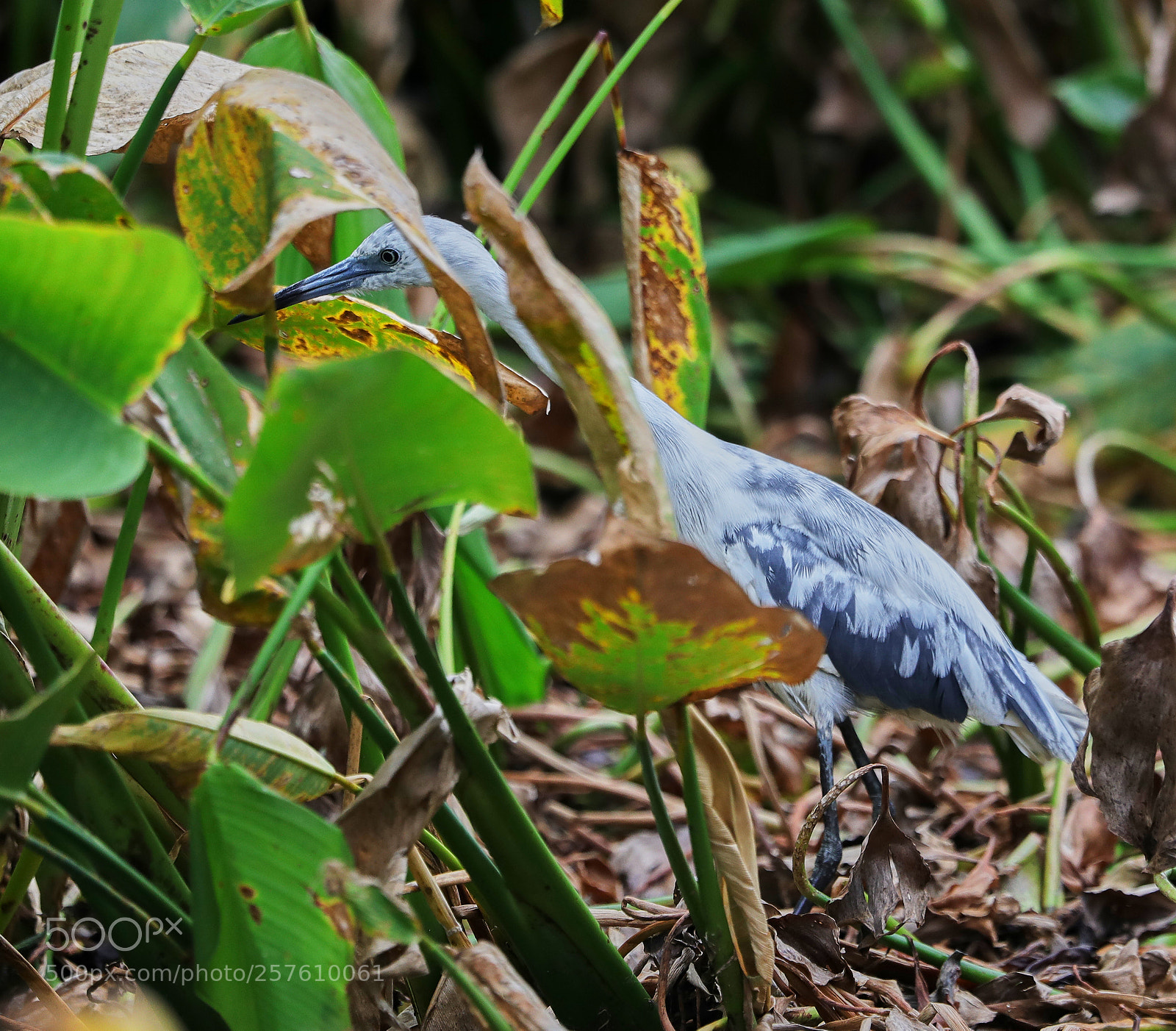 Canon EOS-1D X Mark II sample photo. 05-12-18-0017383.jpg photography