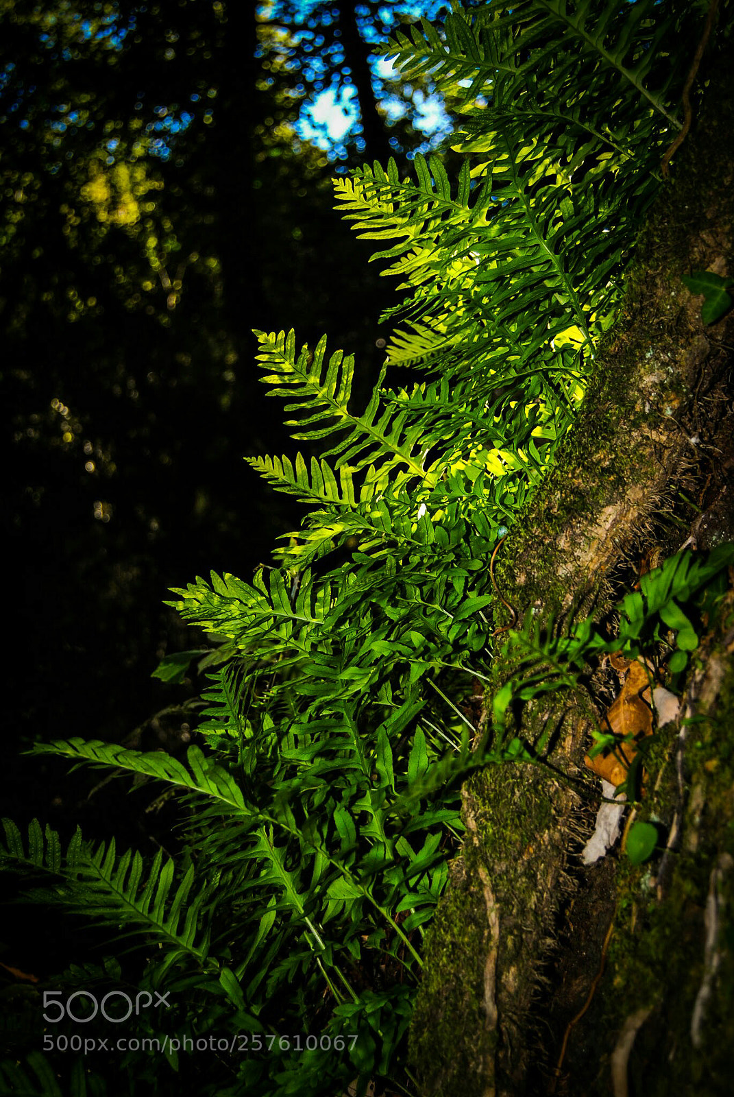 Nikon D3000 sample photo. Helechos photography