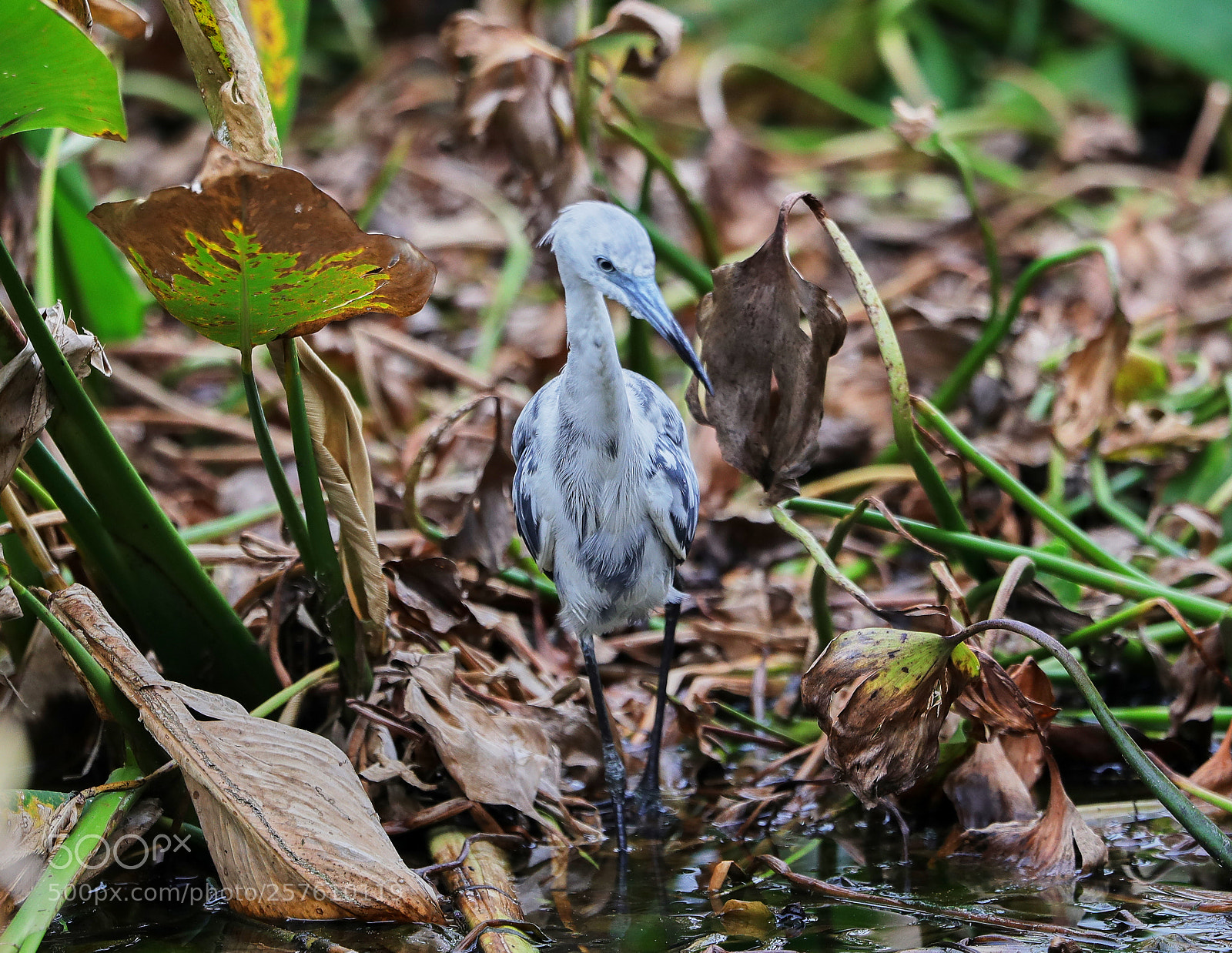 Canon EOS-1D X Mark II sample photo. 05-12-18-0017374.jpg photography