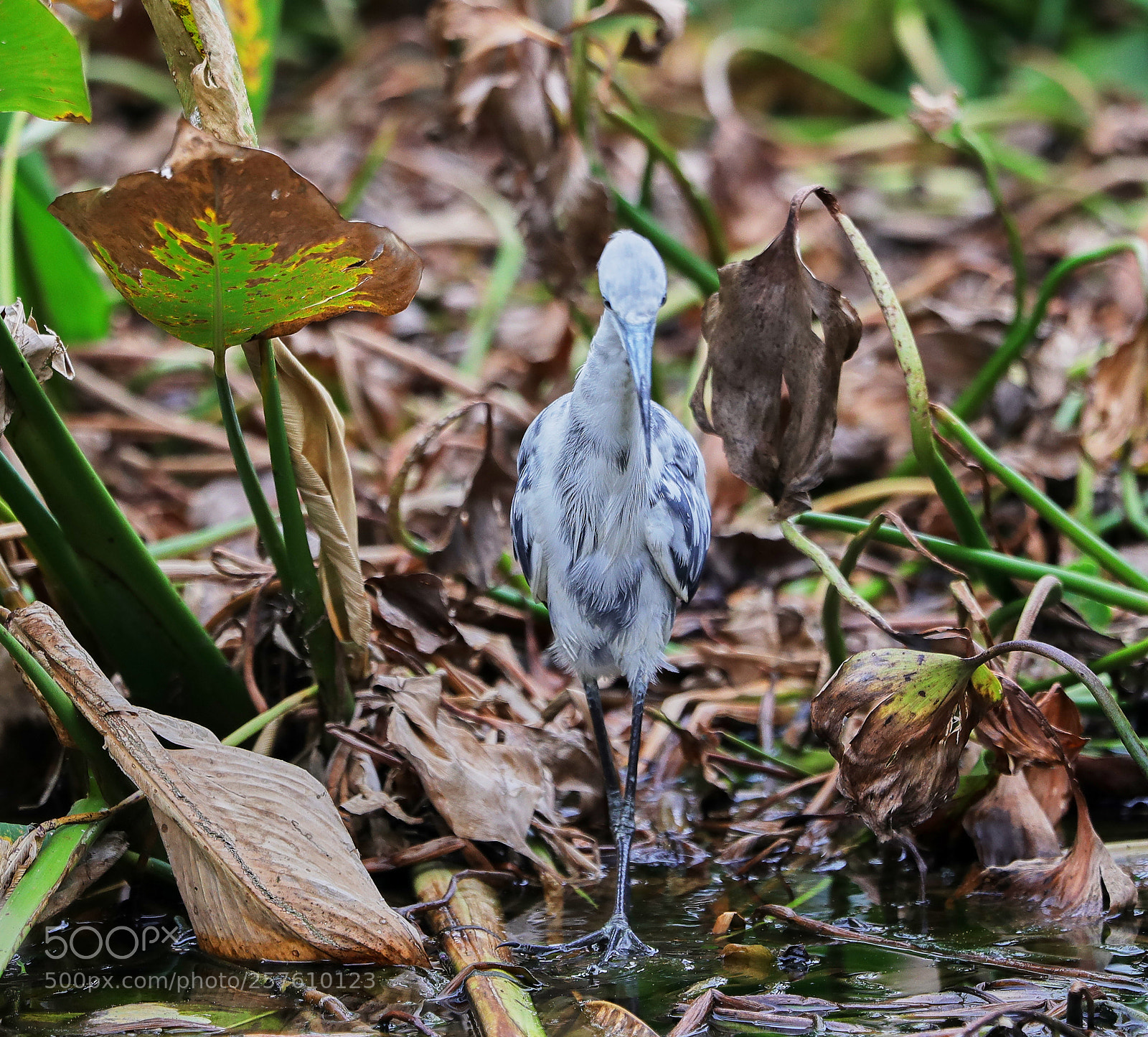 Canon EOS-1D X Mark II sample photo. 05-12-18-0017373.jpg photography